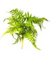 LU-37144 Boston Fern