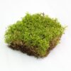 MO-99826 Revita- Natural Canadian Forest Moss